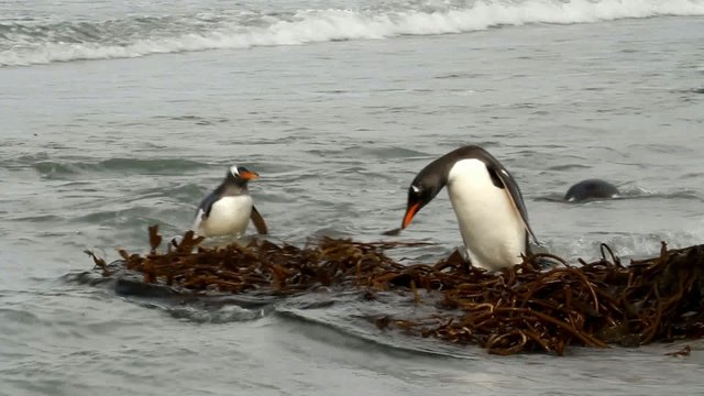 Gentoo penguins teasing