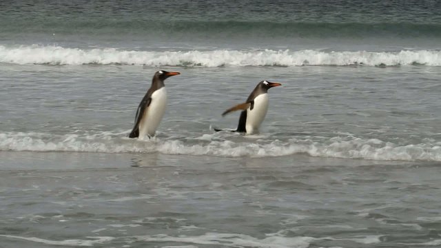 Gentoo penguins walking in shallow water