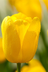Obrazy na Plexi  Piękne tulipany