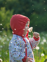 Little child walking among white dandelions