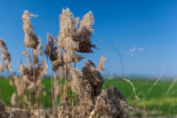 Canes © Dario Lo Presti
