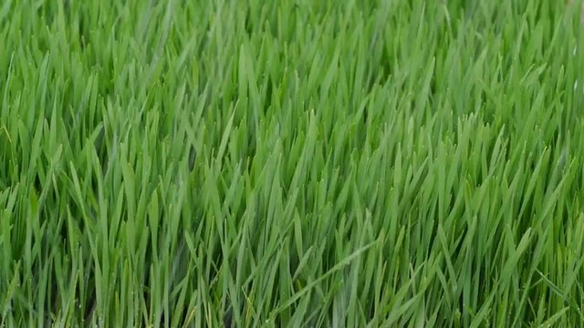 raining on grass rain