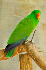 Electus parrot