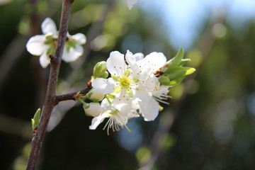 Fleurs de prunier
