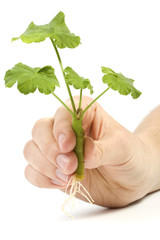 A girl holding a geranium with root