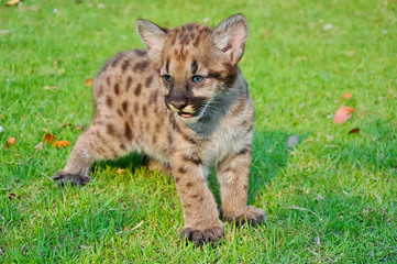 baby cougar