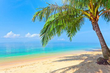 Fototapeta na wymiar beach with coconut palm and sea
