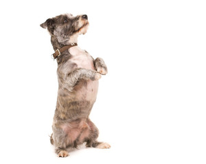 Standing Terrier Dog