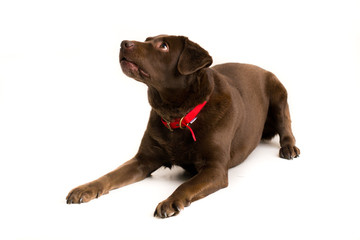 Chocolate Labrador