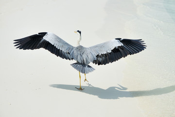 Heron at the beach