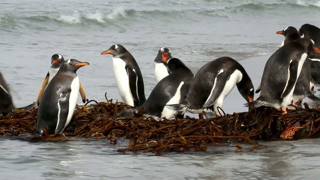 Gentoo penguins sitting on kelp