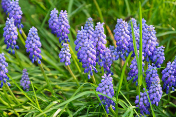 Obraz premium Cipollaccio - Muscari armeniacum