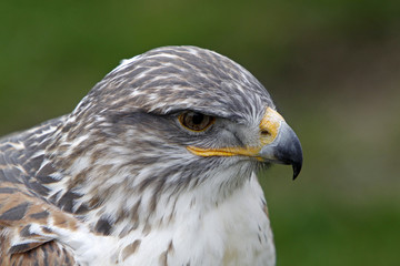 Obraz premium Königsrauhfussbussard