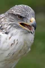 Königsrauhfussbussard