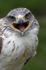 Königsrauhfussbussard