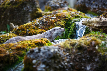 Eurasian otter (Lutra lutra)