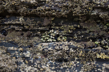 Percebes en roca
