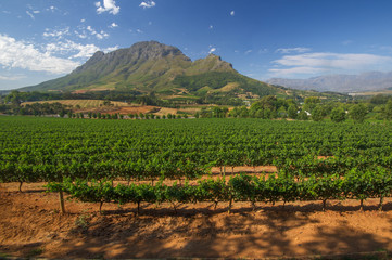 Vignoble à Stellenbosch, Afrique du Sud
