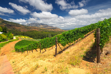 Fototapeta na wymiar Stellenbosch, the heart of the wine growing region in South Afri