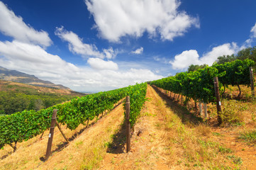 Fototapeta na wymiar Stellenbosch, the heart of the wine growing region in South Afri