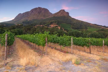 Deurstickers Stellenbosch, the heart of the wine growing region in South Afri © jon11