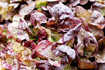 Frischer Kopfsalat Blattsalat nahaufnahme an einem Marktstand