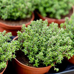 frischer aromatischer thymian in töpfen