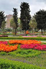 Obraz na płótnie Canvas Tulips in Citypark - spring flowers and trees