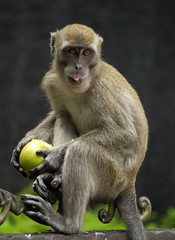 Monkey Eating An Apple