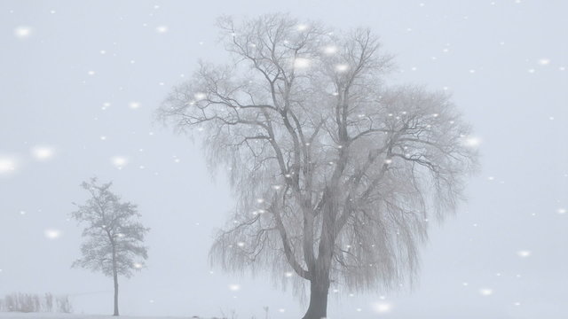 Snowflakes falling in the countryside