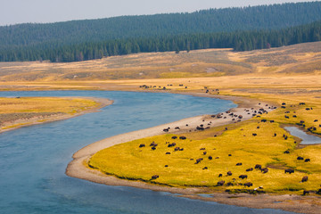 Bison Paradise in Yellowstone National Park, USA