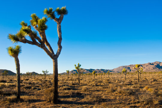Joshua Tree in Joshua Tree National Park, California, USA