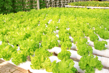 soilless cultivation of vegetables
