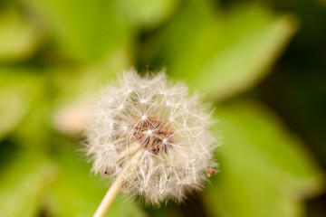 Dandelions