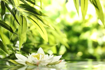 Foto auf Acrylglas Wasserlilien Seerose