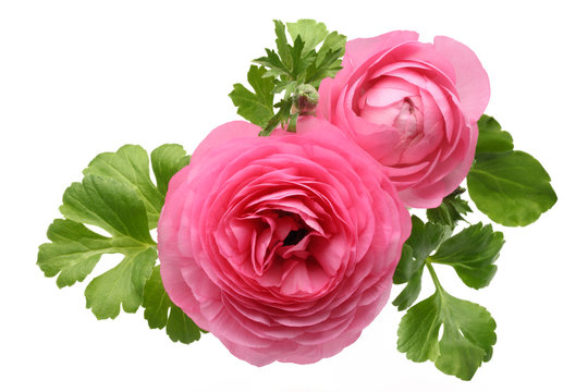 Pink Persian Buttercup Flower