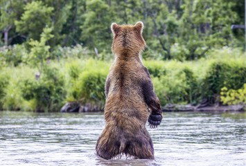 Fototapeta premium The brown bear fishes