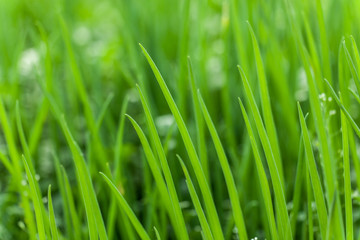 The germination of onion