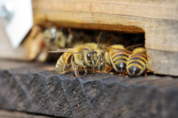 蜜蜂の巣箱