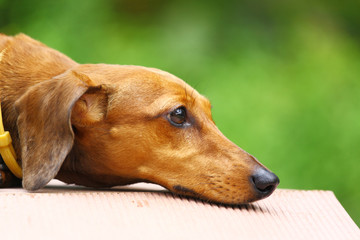 dachshund dog