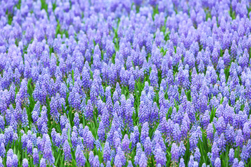 Fototapeta premium flower, muscari botryoides