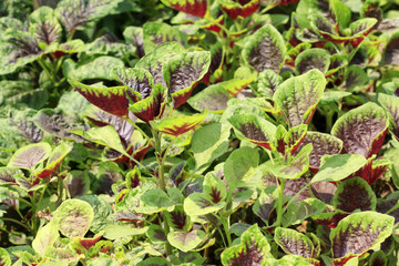 colored amaranth in a vegetable greenhouse