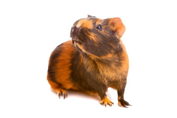 guinea pig, isolated