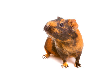 guinea pig, isolated