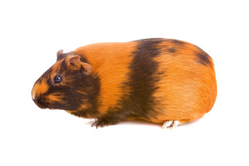 guinea pig, isolated