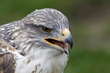 Königsrauhfussbussard
