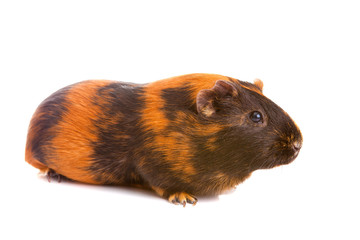 guinea pig, isolated
