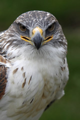 Königsrauhfussbussard