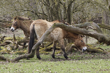 Przewalski-Pferd