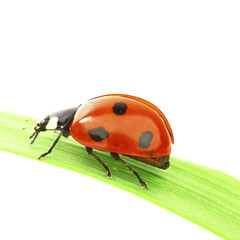ladybug on grass